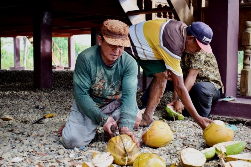  BELAH KELAPA MUDA