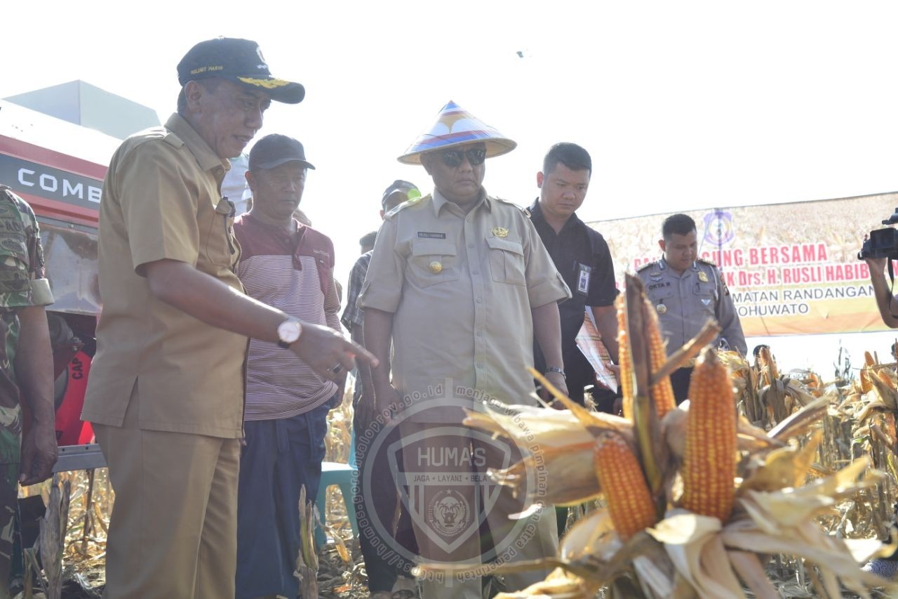  Ditarget Jagung 2 Juta Ton, Ini Syarat Gubernur Gorontalo