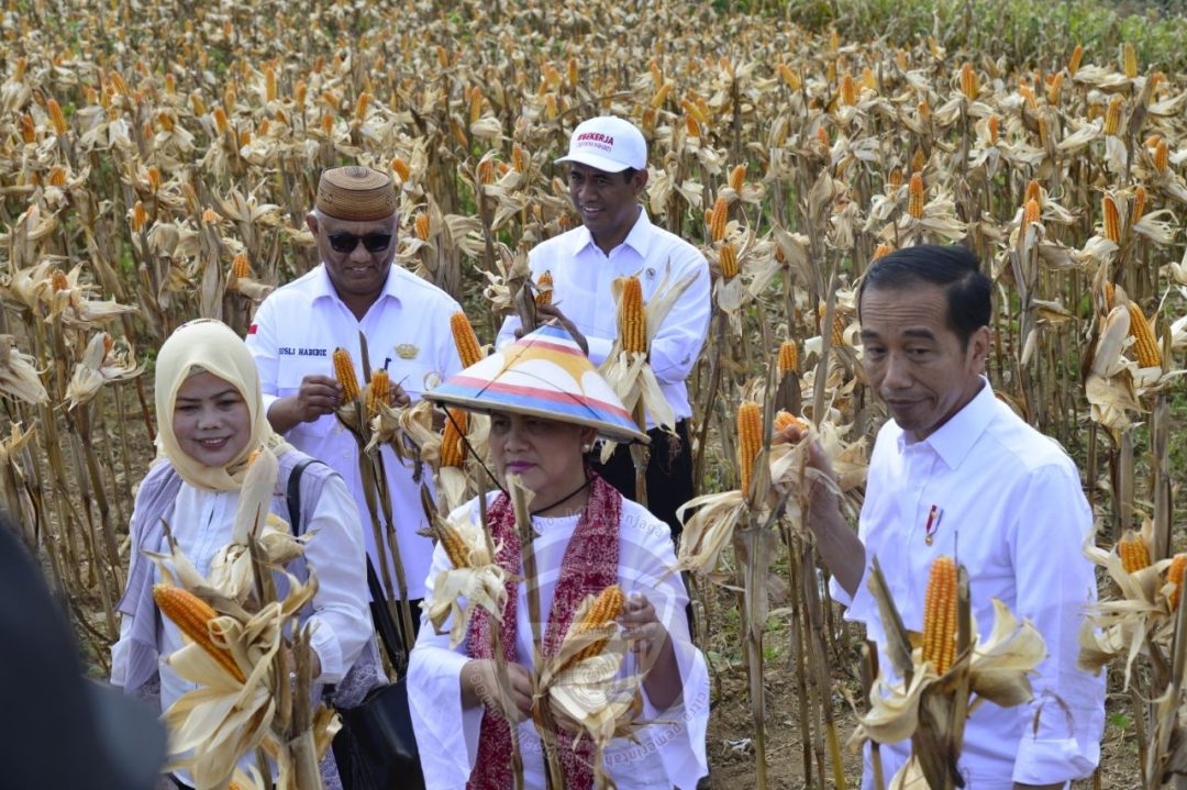  Presiden Joko Widodo Panen Raya Jagung di Gorontalo