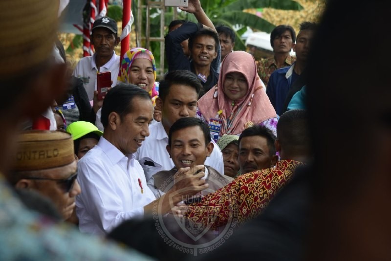  Ribuan Masyarakat Sambut Jokowi di Lahan Jagung