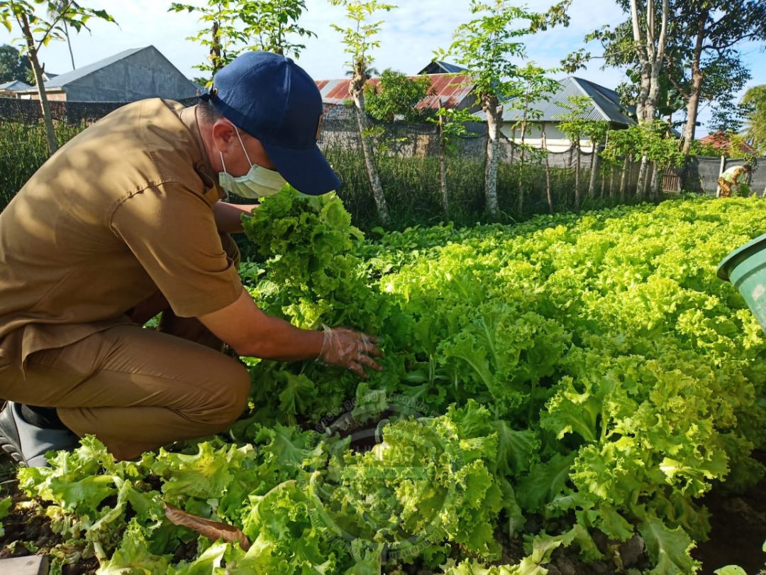  UPTD BPMKP Bantu Petani Sayur Uji Laboratorium Kandungan Pestisida