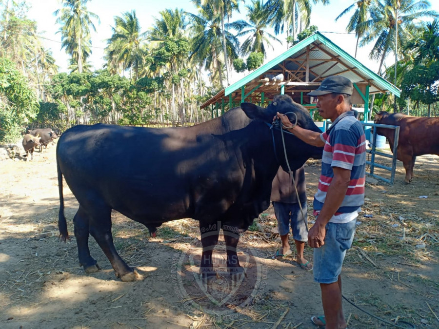  Presiden Jokowi Sumbang Sapi Kurban untuk Masyarakat Gorontalo