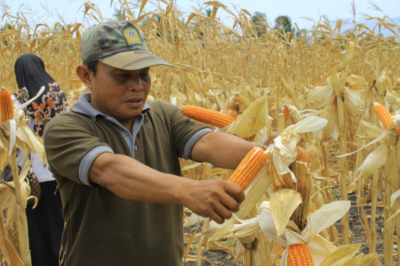  Musim Kering, Petani Jagung Program ‘emPOWERed Farmers’ Tetap Panen