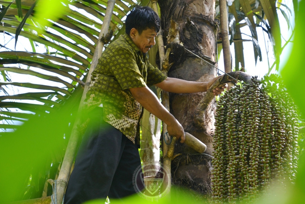  KPH Wilayah VI Gorontalo Sukses “Maniskan” Penghasilan Petani Gula Semut Aren