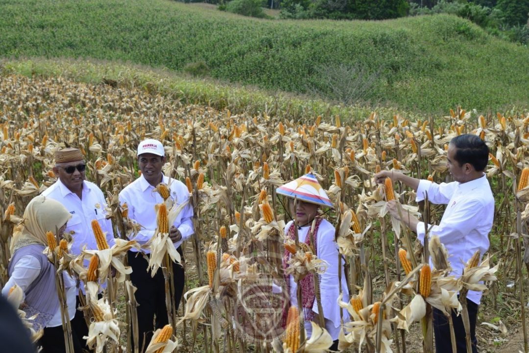  Kinerja Pertanian Gorontalo Sangat Memuaskan di Tahun 2019