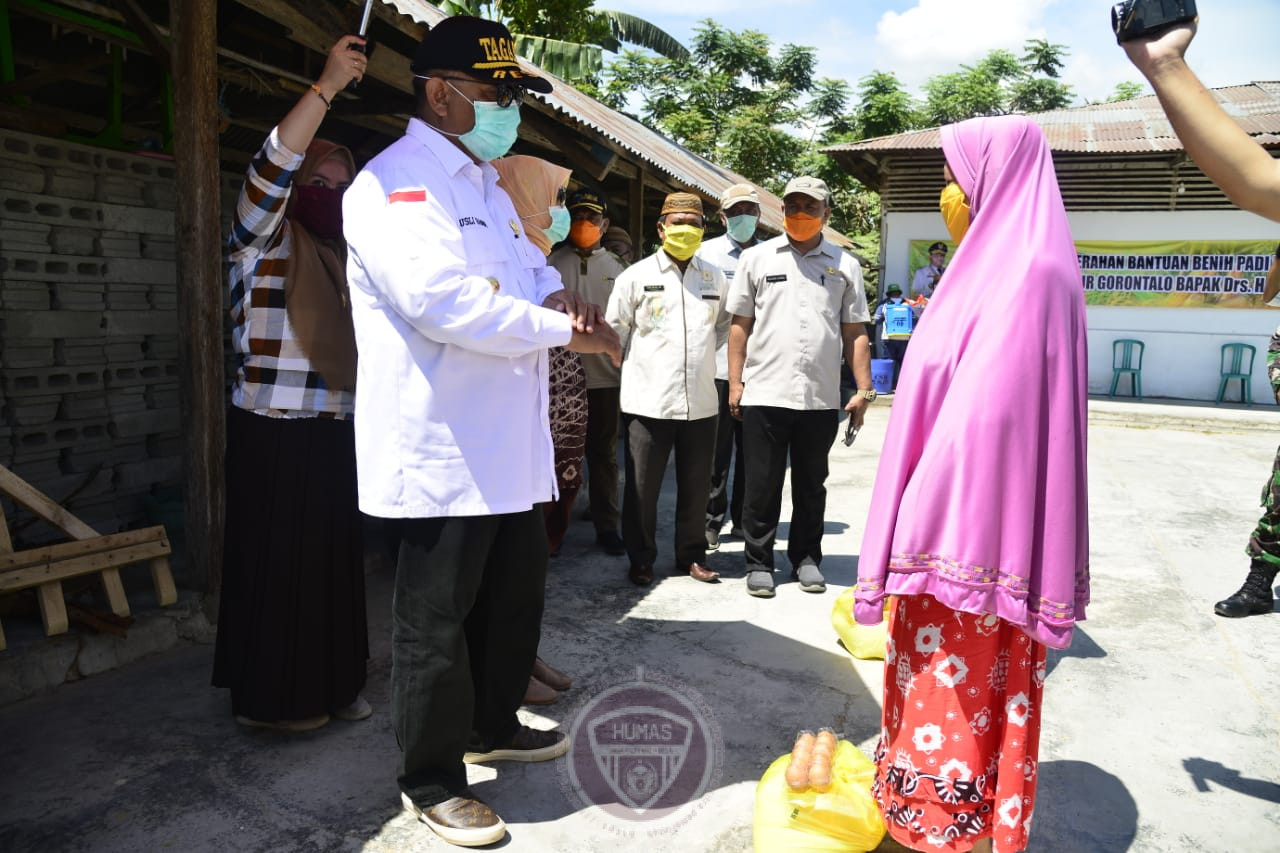  Pemprov Gorontalo Bantu Petani dengan Benih Padi-Jagung