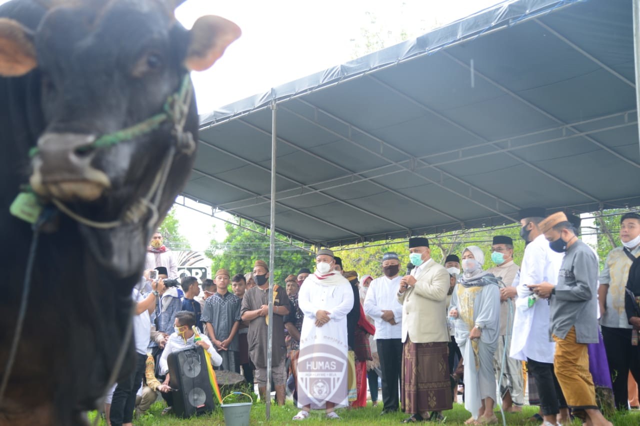  Sapi Bantuan Jokowi Diserahkan ke Masjid Almarhamah Suwawa