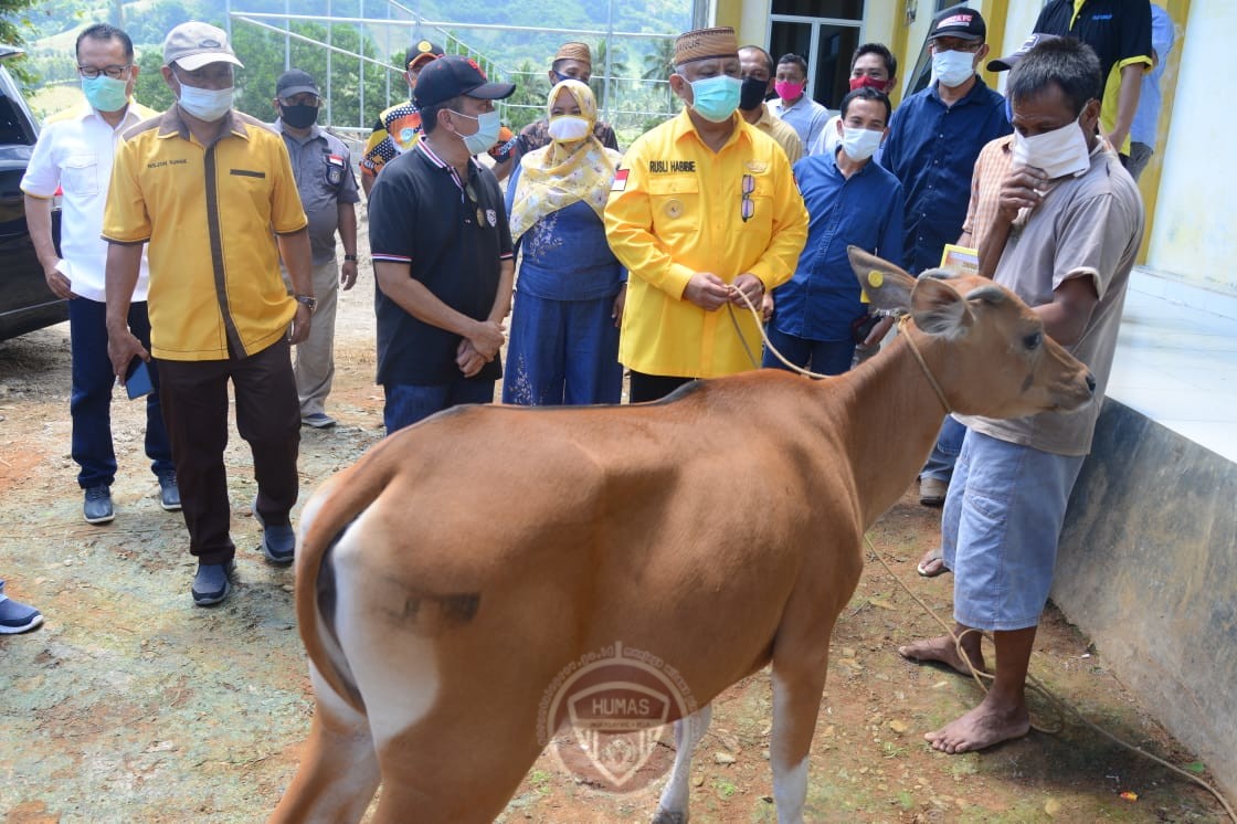  Enam Peternak Tomilito Terima Bantuan Sapi