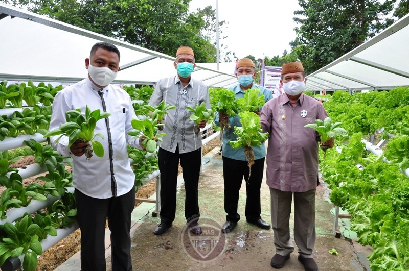  Wagub Gorontalo Panen  Bersama Kelompok Pekarangan Pangan Lestari