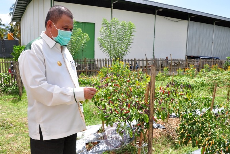  Kembangkan Varietas Cabai Lokal, Cara Pemprov Kendalikan Inflasi