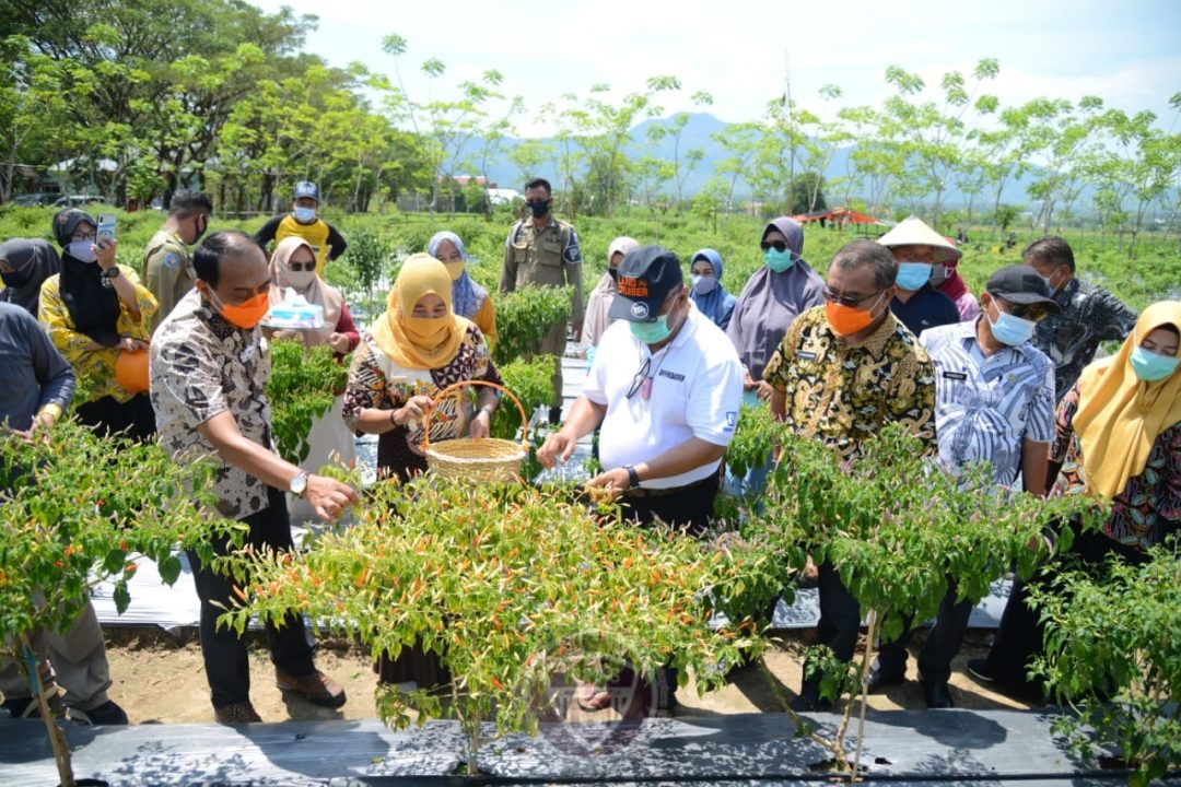  Distanprov Panen Perdana Cabe Malita di Lahan Demplot Tilongkabila