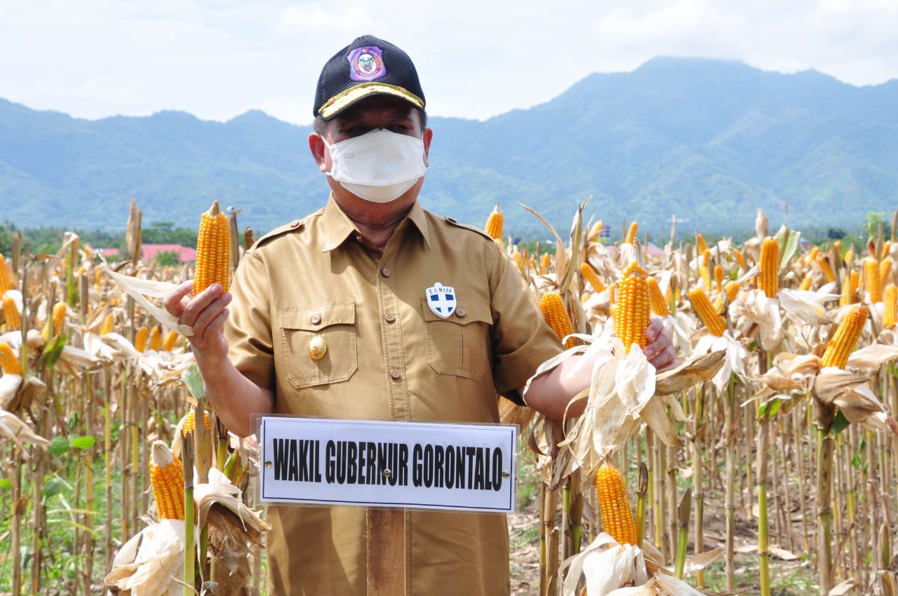  Koperasi ASN Bapppeda Gorontalo Panen Jagung Perdana