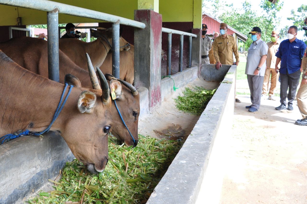  Pemprov Gorontalo Kembangkan Sarpras Balai Perbibitan Ternak