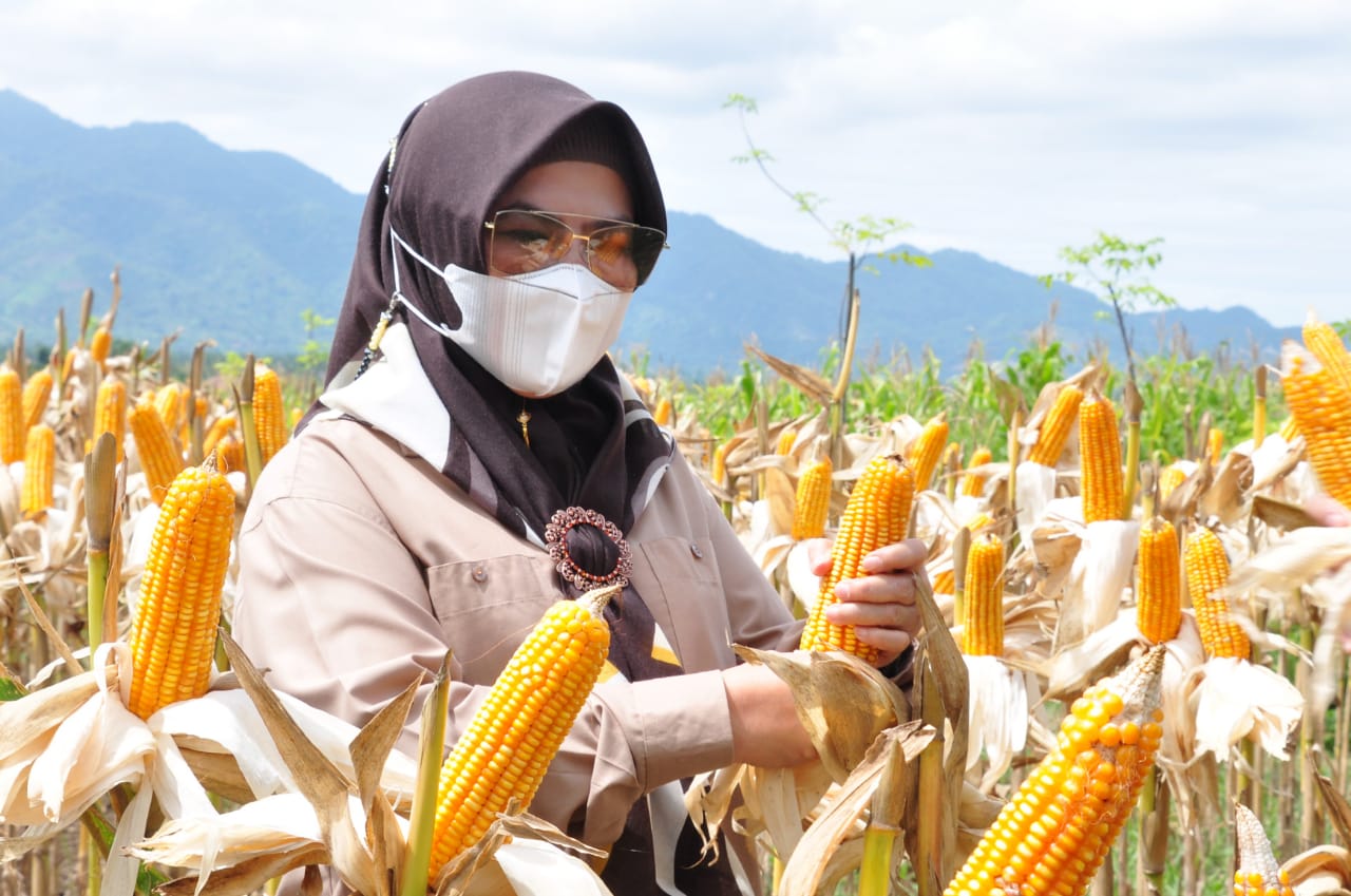  Idah Apresiasi Koperasi ASN Gorontalo Panen Jagung Perdana