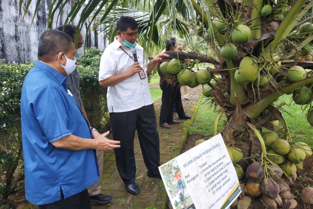  Balit Palma Siap Dukung Pengembangan Kelapa di Gorontalo