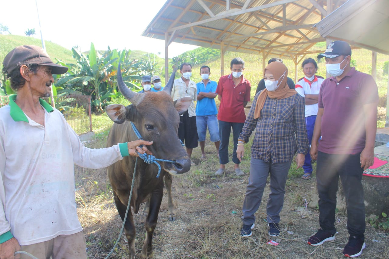  Bersama BPKH, Idah Bantu 15 Ekor Sapi Kurban Untuk Gorontalo      