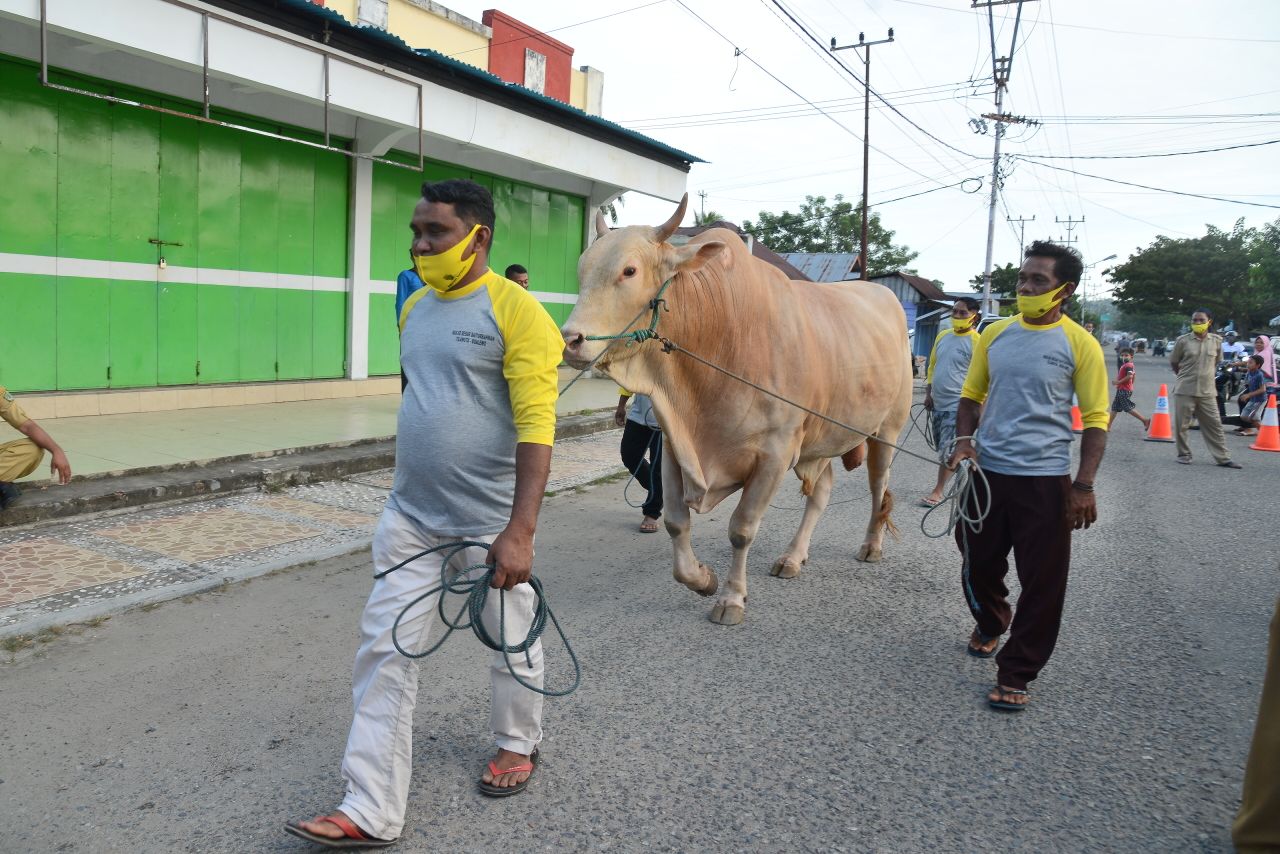  Bantuan Sapi Presiden Jokowi diserahkan di Boalemo