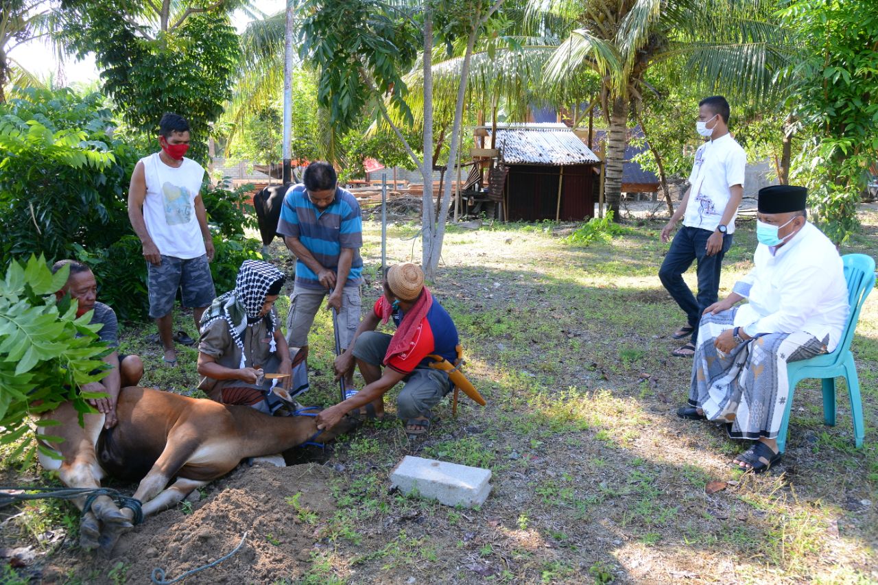  Pemprov Gorontalo Distribusi 98 Sapi Kurban Donasi ASN