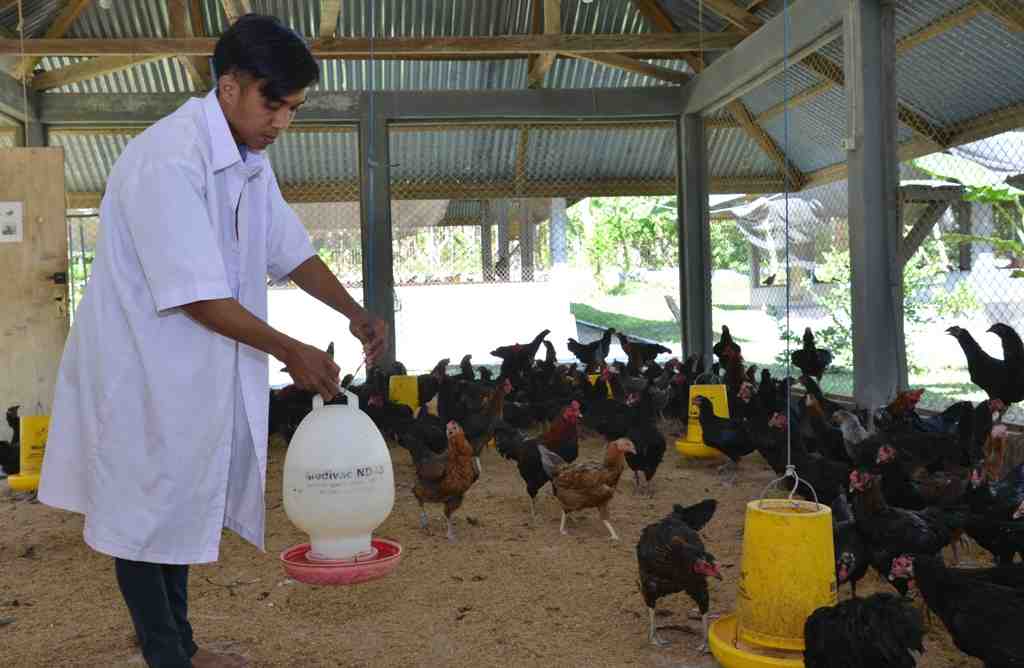  Peternakan Ayam Lonuo Layani 169 Kelompok, Milenial Didorong Beternak