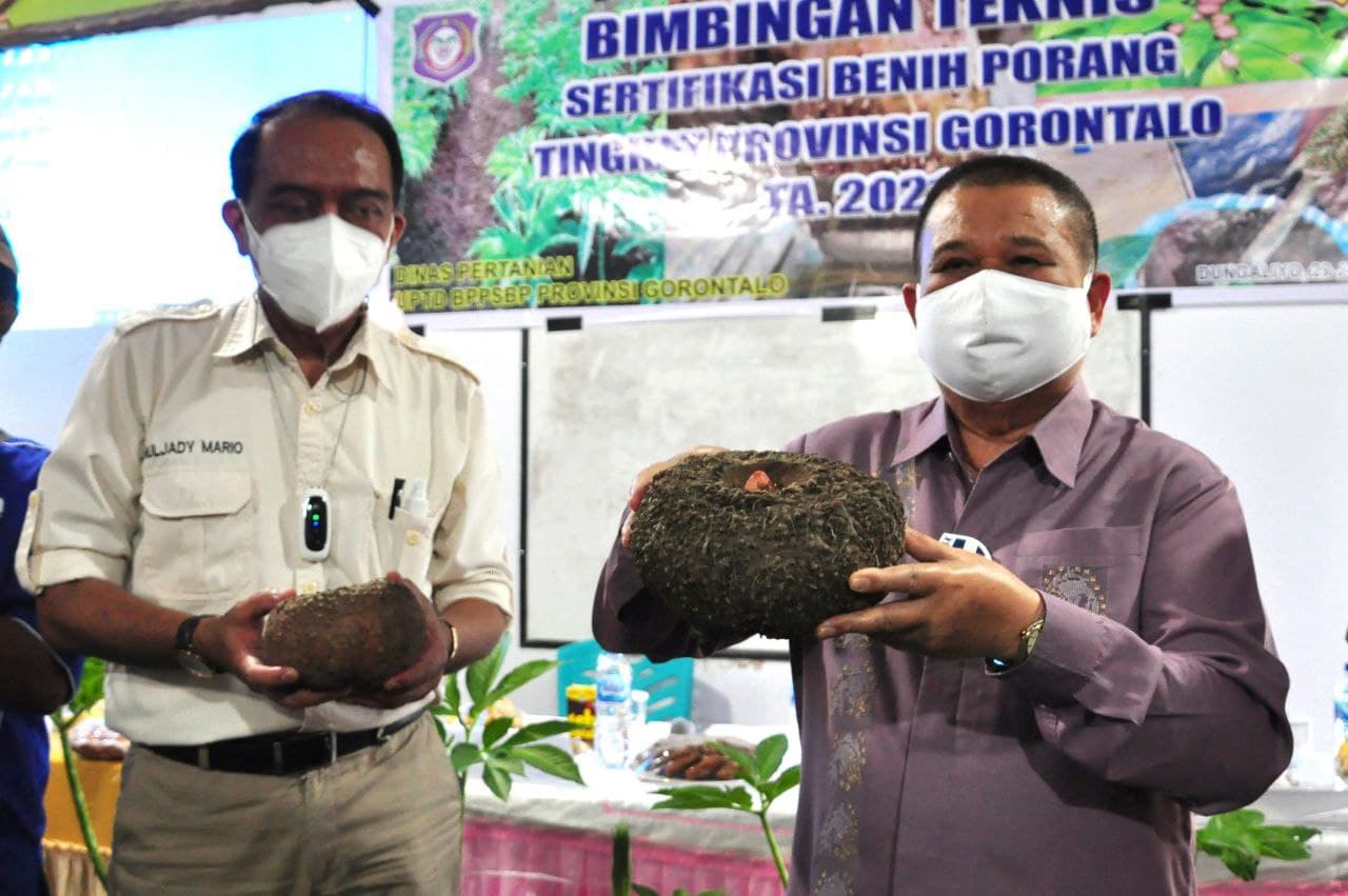  Pemprov Gorontalo Dorong Petani Budidayakan Porang