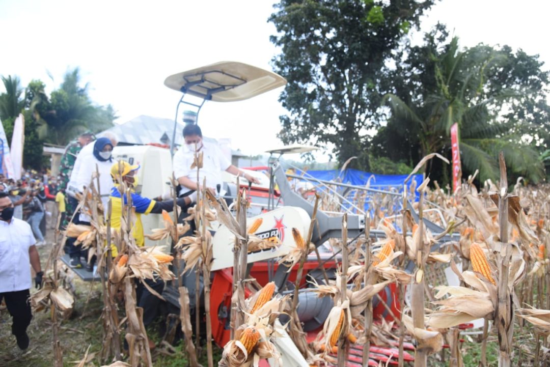  Menteri Perekonomian RI Panen Raya Jagung di Gorontalo
