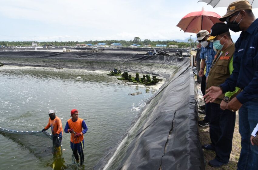  Investasi Udang Vaname di Hutakalo Ditargetkan Segera Beroperasi