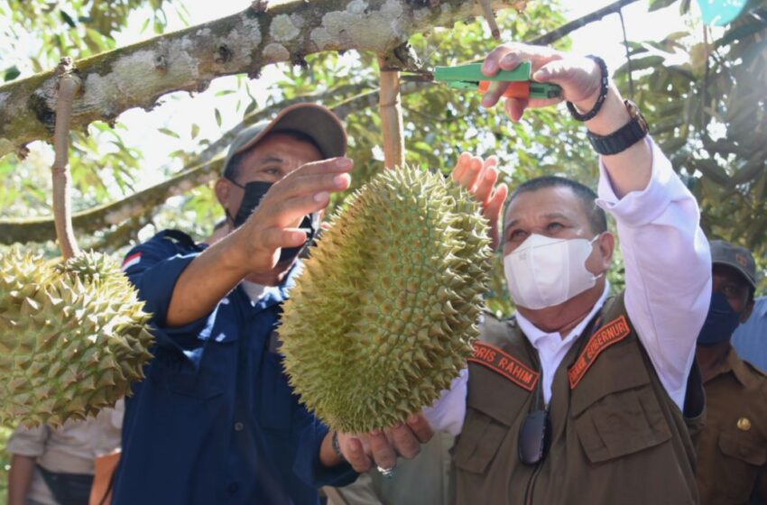  Wagub Gorontalo Buka Bimtek Pembudidayaan Durian Musang King