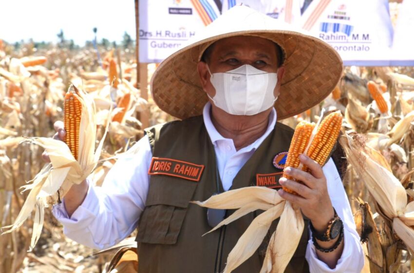  Wagub Panen Jagung Program Inovasi KNPI Gorontalo