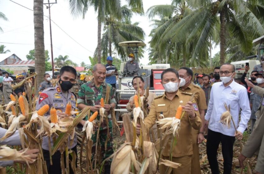  Penjagub Panen Jagung Perdana di Kabupaten Gorontalo