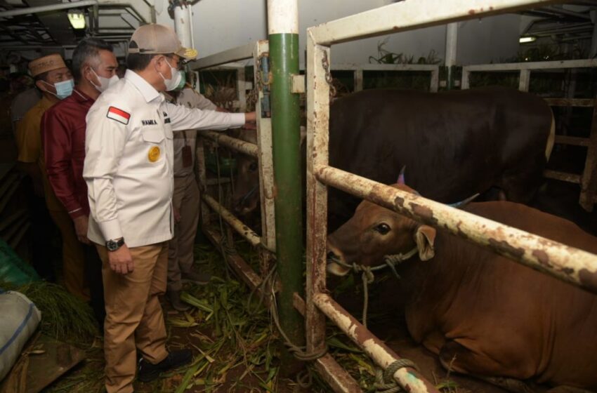  Gorontalo Kirim 256 Ekor Sapi ke Tarakan