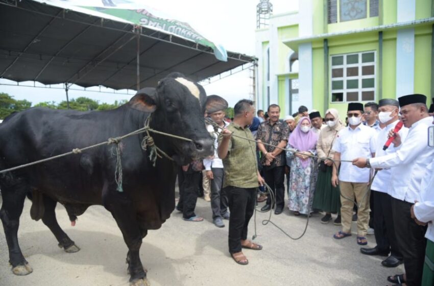  Sapi Bantuan Jokowi Diserahkan ke Masjid Agung Baiturrahim Pohuwato