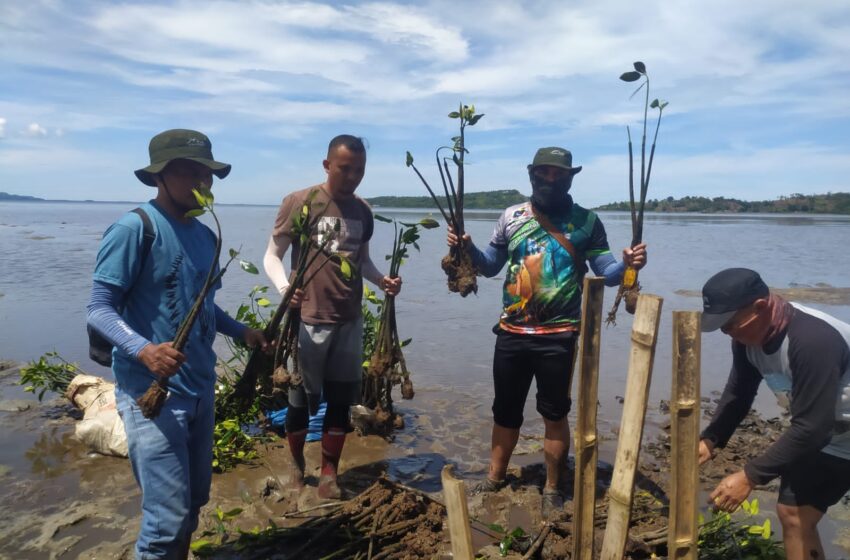  KKMD Provinsi Gorontalo Gelar Identifikasi Mangrove di Gorut