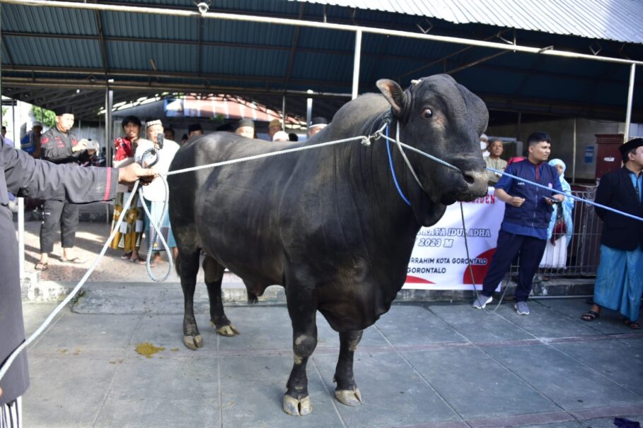  Penjagub Gorontalo Serahkan Sapi Bantuan Presiden RI ke Masjid Baiturrahim 