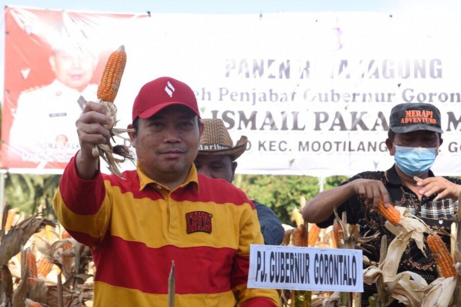  Penjagub Ismail Panen Jagung di Mootilango 