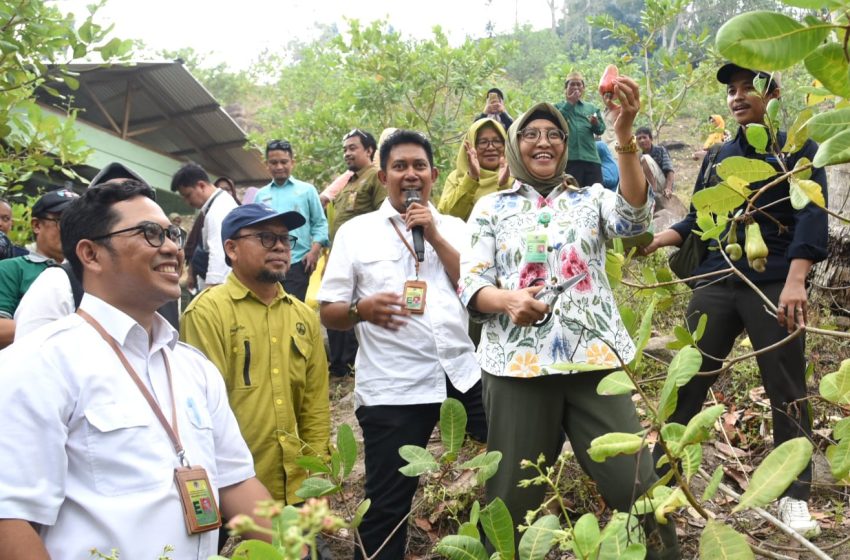  Sekditjen PDASRH KLHK Panen Perdana Jambu Mete di Gorontalo