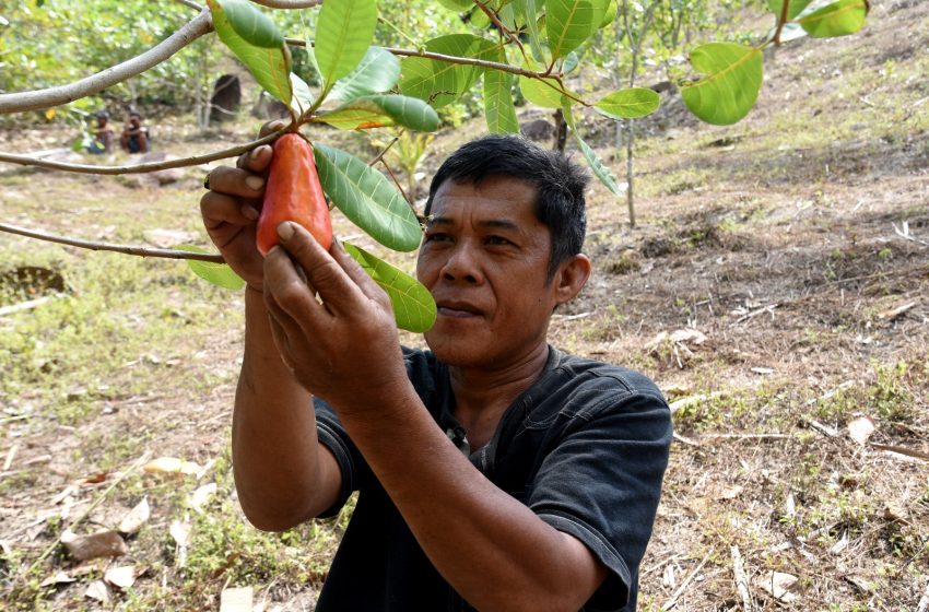  Tanaman RHL Mulai Berbuah, Perekonomian Masyarakat Berpotensi Meningkat