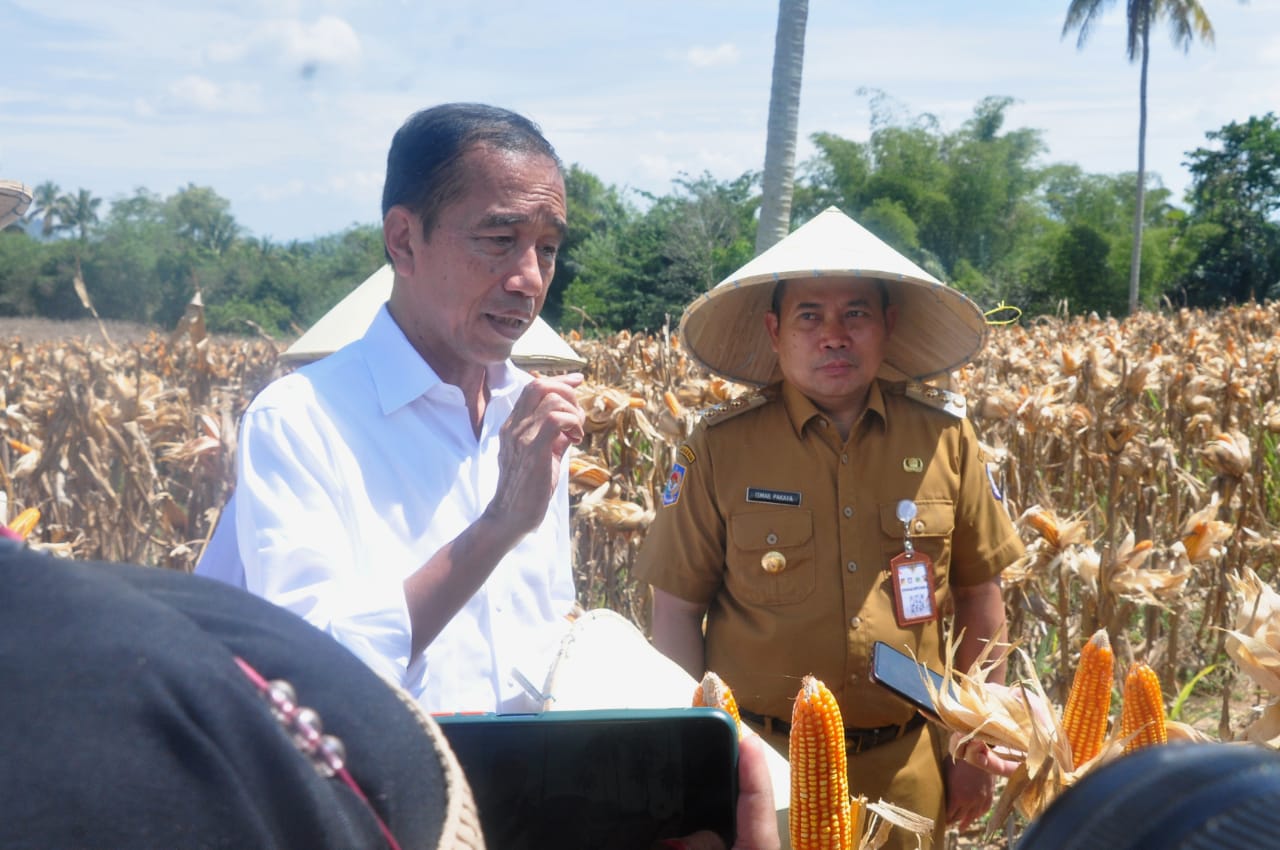  Presiden Jokowi Dorong Produksi dan Harga Jagung Meningkat