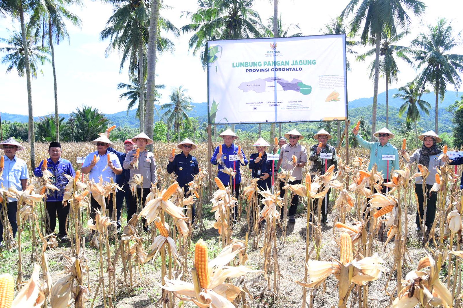  Baznas Gorontalo Panen Raya Jagung dalam Program Lumbung Pangan