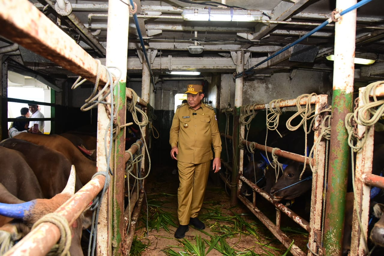  Gorontalo Kirim 355 Ekor Sapi ke Kalimantan Utara