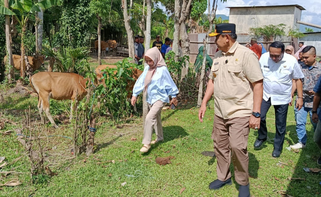  Gubernur Gusnar Wujudkan Janji Serahkan 793 Ekor Sapi untuk Kesejahteraan Warga