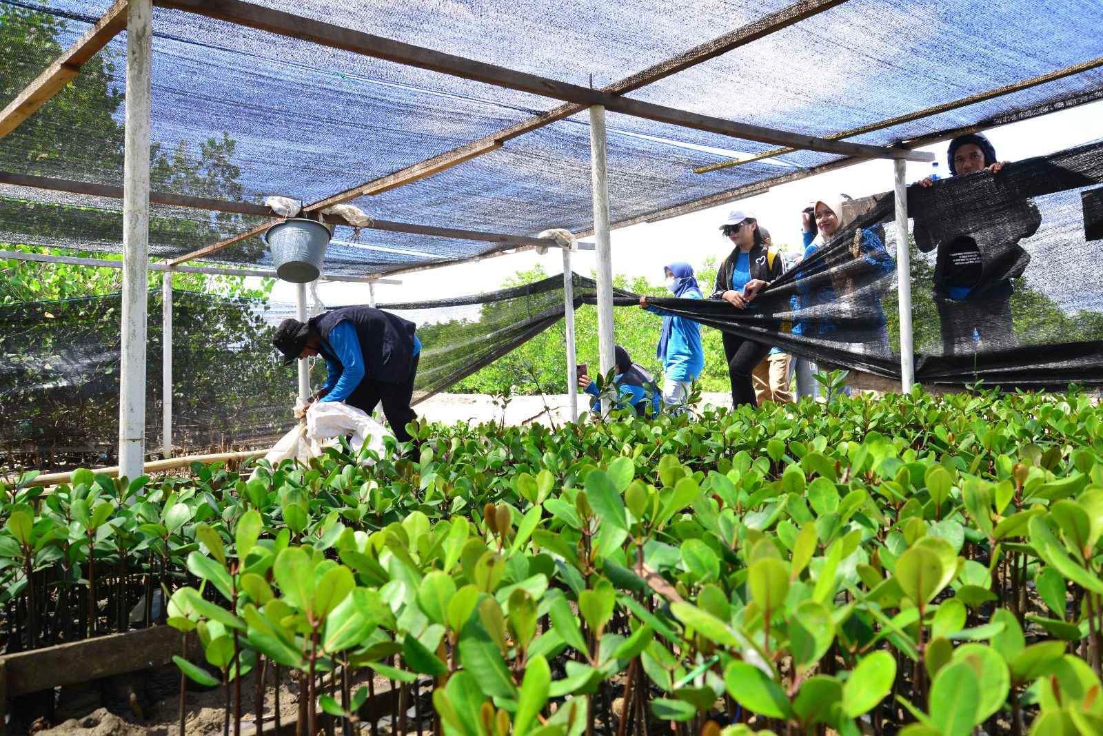  Peningkatan Kapasitas Mangrove Perkuat Ekosistem dan Pendapatan Warga