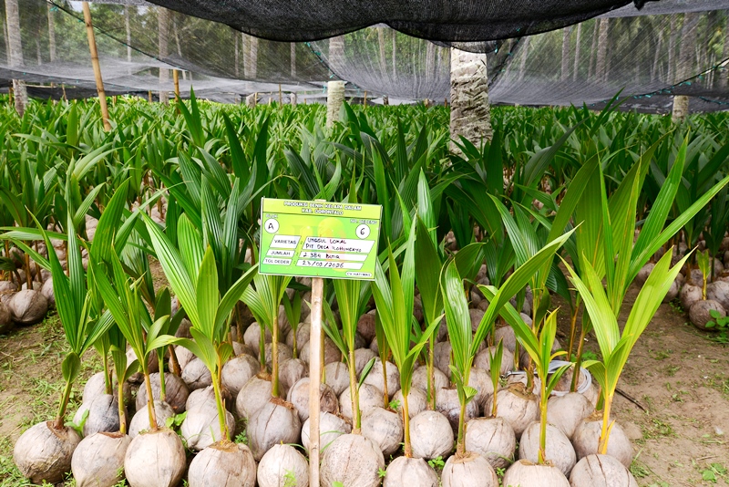 Kementan Salurkan 737 Ribu Bibit Program Hilirisasi Kelapa di Gorontalo