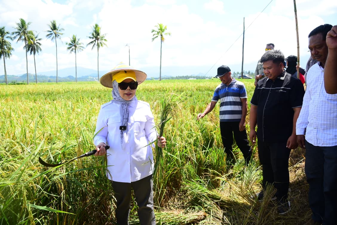  Wagub Idah Tinjau Panen Padi Prebiotik di Boalemo