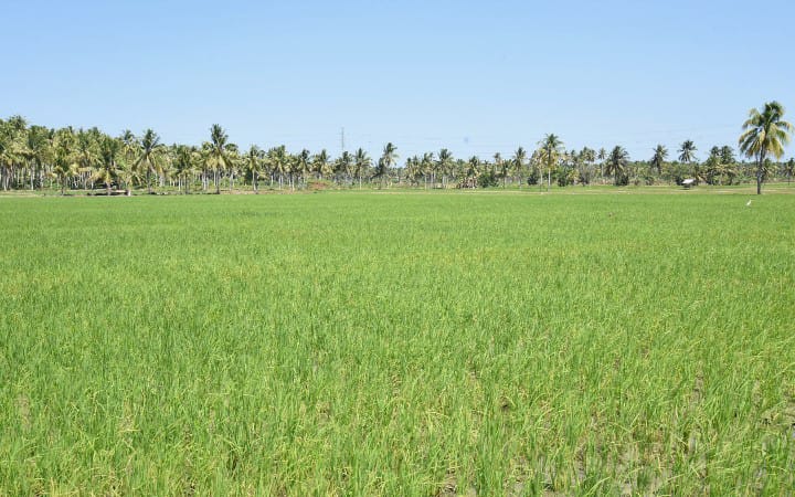  879 Hektar Program Cetak Sawah di Pohuwato Mulai Dimanfaatkan